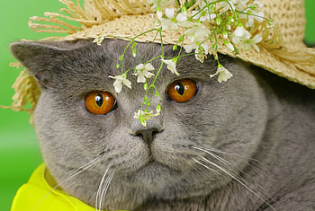 Animals, Flowers, Cat, Muzzle, Hat, Briton HD wallpaper
