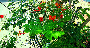 Pride of Barbados, butterfly flowers, green, red, yellow HD wallpaper