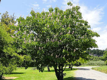 Chestnut tree, Aesculus indian horse chestnut, Hello Hello Plants HD wallpaper