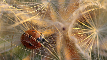 Web, Macro, Ladybird, Ladybug, Dandelion, Fluff, Fuzz HD wallpaper