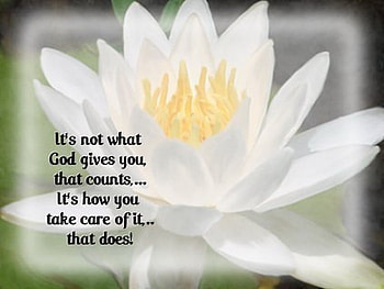lotus, white, inspirational quote, flower HD wallpaper