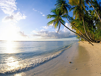 Landscape, Water, Sea, Beach, Palms HD wallpaper