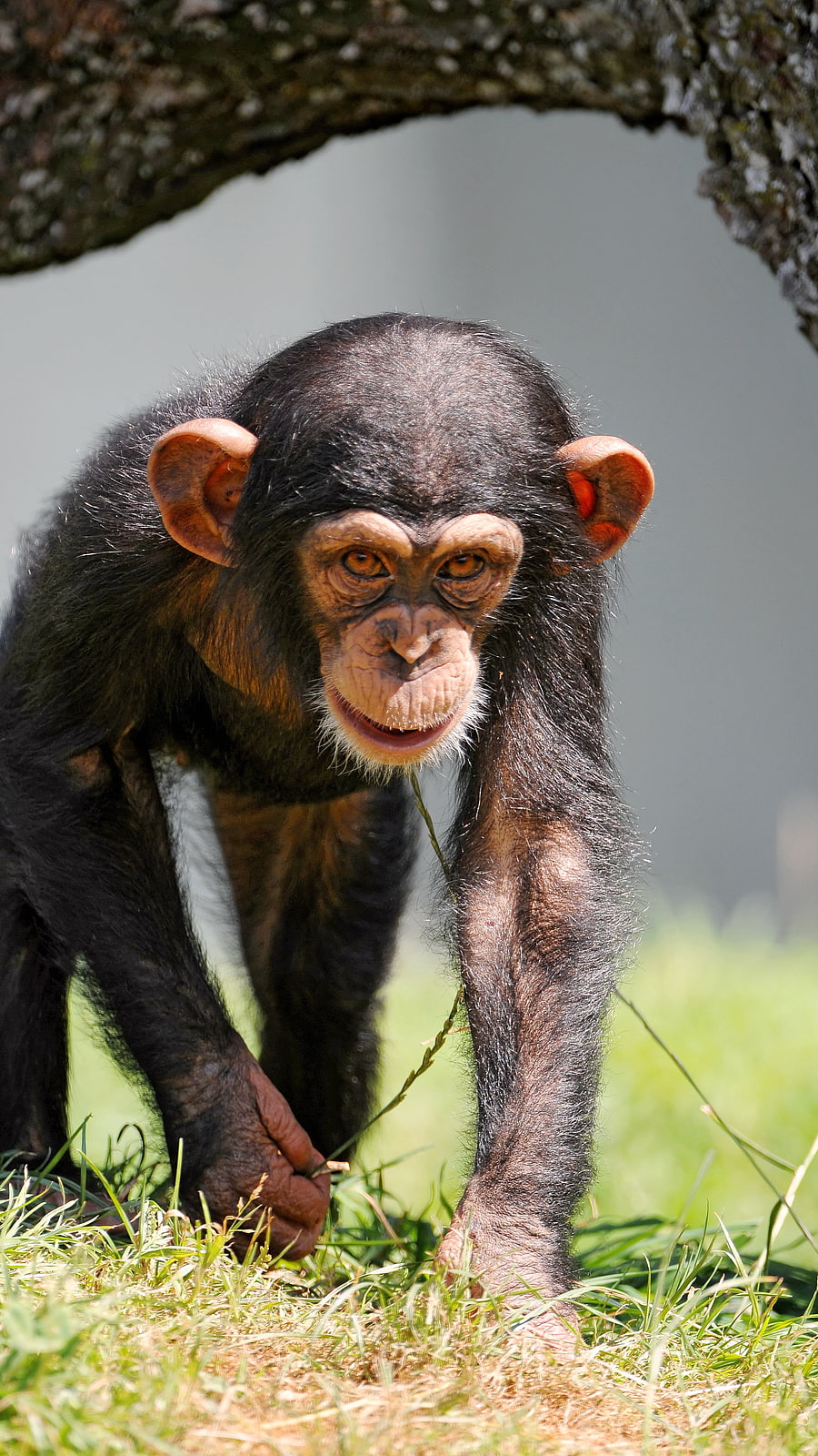Monkey, Black, Chimpanji HD phone wallpaper