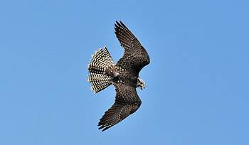 Predator, bird, eagle, falcon HD wallpaper