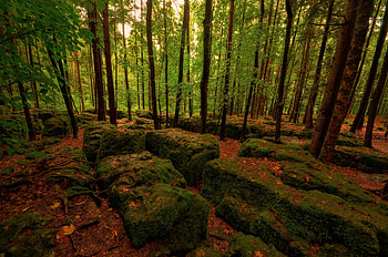 Nature, Trees, Stones, Forest, Moss HD wallpaper