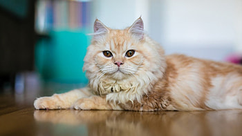 Light Brown White Cat Is Lying Down On Floor In Blur Background Cute Cat HD wallpaper