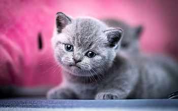 little gray kitten, British shorthair cat, cute animals, pets, cats, gray kitten, little cat, kitten HD wallpaper