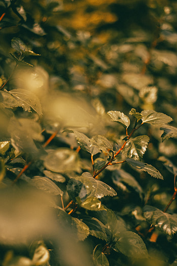 Nature, Leaves, Plant, Branches HD phone wallpaper