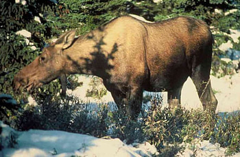 Moose, yummy branches, cold snow HD wallpaper