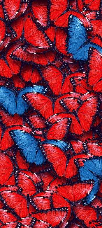 LoveLife, orange, red, buterfly, butterfly HD phone wallpaper