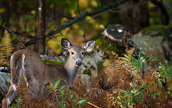 Animals, Nature, Forest, Roe Deer, Roe HD wallpaper
