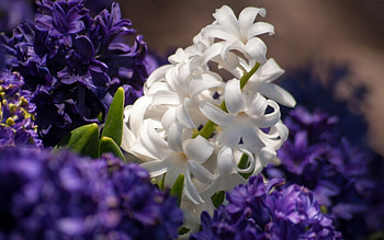 hyacinth , Beautiful flowers, and mobile, Hyacinth macaw HD wallpaper