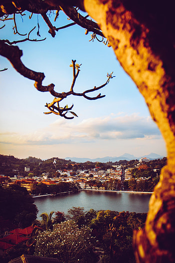 Cities, Rivers, Bush, City, View From Above, Branch HD phone wallpaper