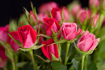 *** Pink roses ***, pink, nature, flowers, roses HD wallpaper