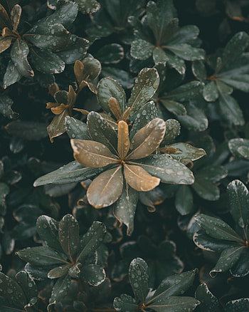 Plants, Leaves, Drops, Macro, Moisture, Dew HD phone wallpaper