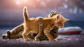 Cute kittens, High-resolution , quality, Adorable feline companions HD wallpaper