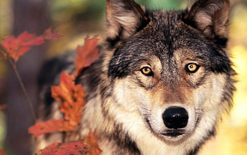 Animals, Grass, Leaves, Muzzle, Wolf, Sight, Opinion HD wallpaper