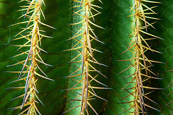 Flower, Macro, Cactus, Prickles, Thorns HD wallpaper