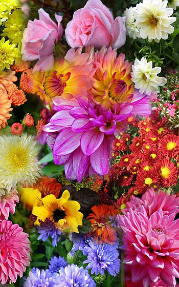 Flowers Background, rose, colorful, daisy, colors, nature, flower HD phone wallpaper