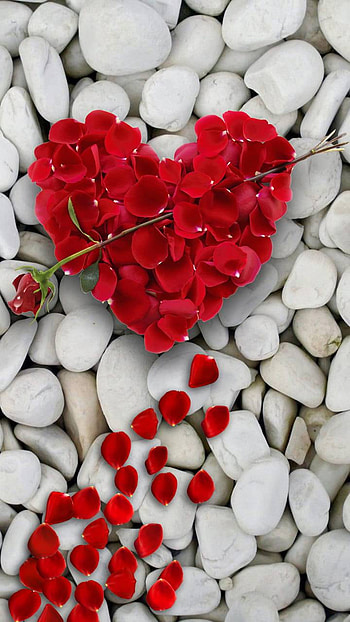 stone, petal, holiday, Valentine's Day HD phone wallpaper