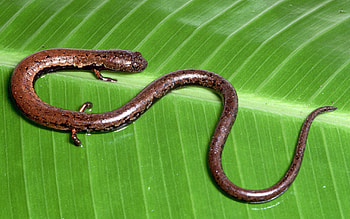 Slender, Salamander HD wallpaper
