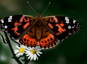 Beauty in Nature, garden, butterfly, white flowers, daisies HD wallpaper