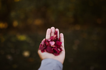 Hand, Miscellanea, Miscellaneous, Petals, Palm HD wallpaper