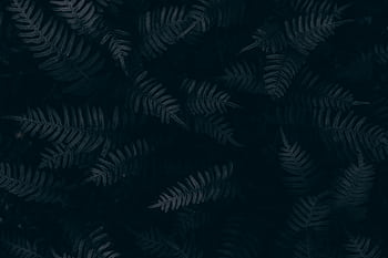 Moody dark green fern leaves create an atmospheric natural texture, perfect for backgrounds. HD wallpaper