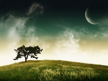 Serenity_Tree, blue, grass, serenity, tree, moon, fantasy, green, nature, sky, cloud HD wallpaper