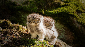 Adorable Kitty, cat, animals HD wallpaper
