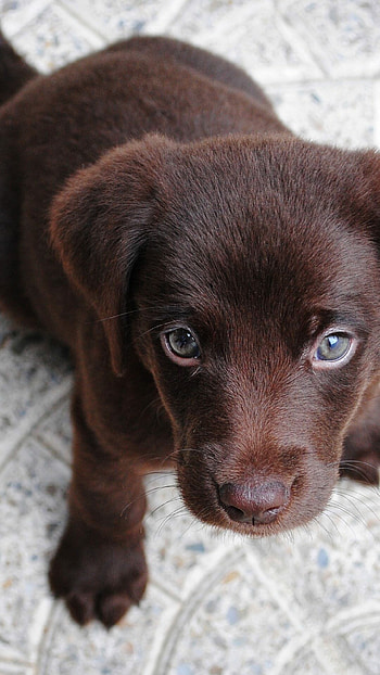 Cute brown Labrador, Irresistibly adorable, Puppy love, Heartwarming HD phone wallpaper