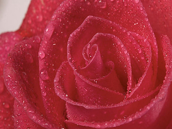 Drops, Macro, Bright, Rose Flower, Rose, Petals HD wallpaper