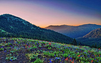 Nature, Flowers, Grass, Stones, Mountains, Shine, Light, Forest, Hills, Slopes HD wallpaper