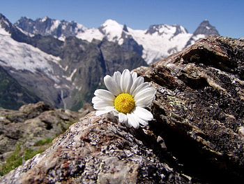 Landscape, Flowers, Mountains HD wallpaper