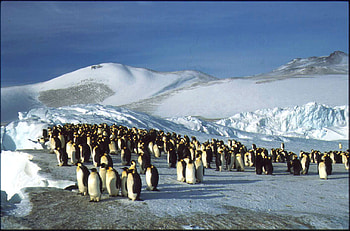 Penguins emperors, birds, penguins, animals, snow, nature, emperors, ice HD wallpaper