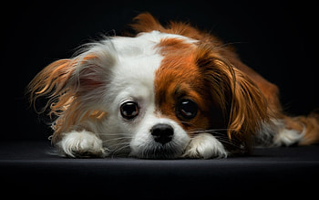 Papillon Dog, Close-up shot, Sad expression, Cute animals HD wallpaper