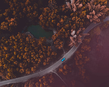 Bird's eye view, road, tree, autumn HD wallpaper