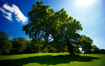 Tree, sky, gras, sun HD wallpaper