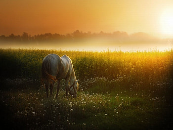 End of the day, animal, horse, light, field, sky, flowers, sun HD wallpaper