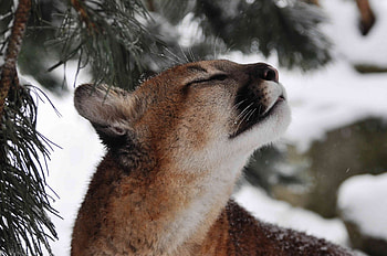Animals, Puma, Muzzle, Wild Cat, Wildcat, Cougar HD wallpaper