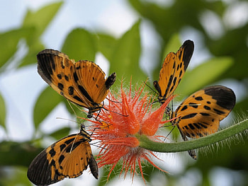 Numata Longwinged Butterfly, wings, delicate, butterfly, long HD wallpaper