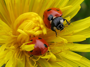 coming and going, two, yellow, flower, ladybirds HD wallpaper
