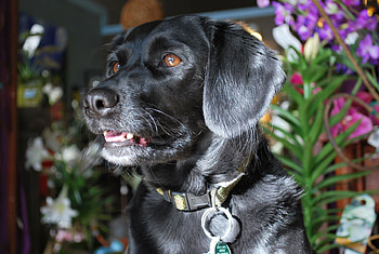 Animals, Flowers, Dog, Muzzle, Sight, Opinion, Puppy HD wallpaper
