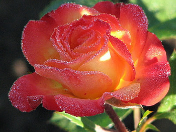 Exotic rose * For Luciah, rose, nature, red, flower HD wallpaper