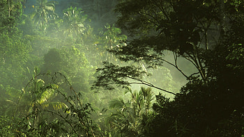 Jungle , Captivating beauty, Nature's paradise, serenity HD wallpaper