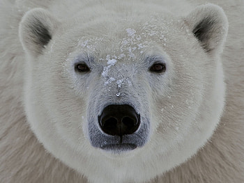 Animals, Muzzle, Sight, Opinion, Polar Bear HD wallpaper