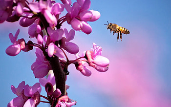 Bee , background, Close-up , Nature scenery HD wallpaper