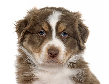 Puppy, animal, dog, white, brown, australian shepherd, cute, caine HD wallpaper