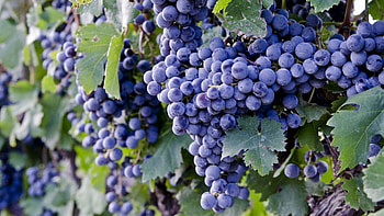 Food, Grapes, Branch, Ripe HD wallpaper