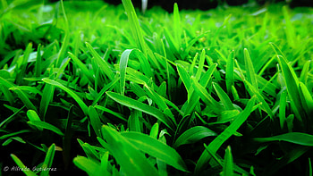 Grass , Background , Nature's allure, Captivating scenes HD wallpaper